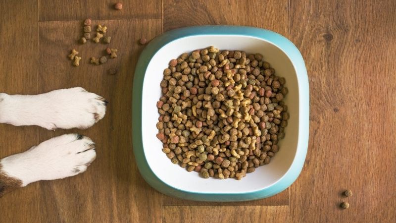 Thức ăn cho chó Dogfood có tốt không? 