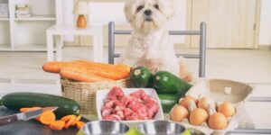 Thức ăn cho chó Dogfood có tốt không?